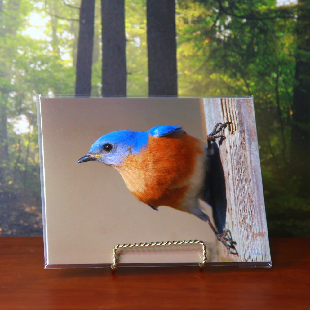 A Stunning Eastern Bluebird 8" x 10" Print